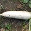 鈴木のサムネイル