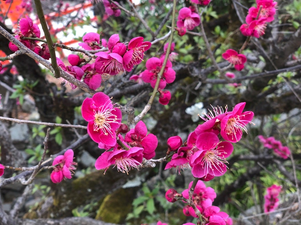 みおう