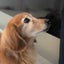 画像 シニア犬♡ミントの日常のユーザープロフィール画像
