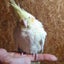 もふもふの森（ Mi Wa ）のサムネイル