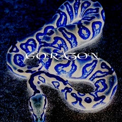 FantasticReptilesGoisu~SAITAMAのプロフィール
