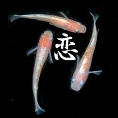 ピンクゴールド幹之 アルビノ 21年親魚の紹介 めだかに恋して ピンクゴールド幹之 アルビノ 21年親魚の紹介 めだかに恋して