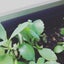 maitarouのサムネイル