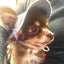 画像 元 保護犬 ロンチー寿珠(じゅじゅ)のママですのユーザープロフィール画像
