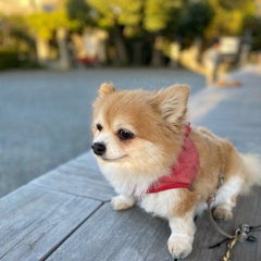 ちぇりーぱぱのプロフィール