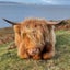 画像 スコットランドに乾杯  ～Slàinte mhath Jocoland ～のユーザープロフィール画像