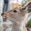 しかのサムネイル