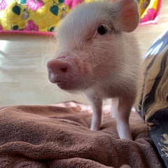 piggyのプロフィール