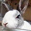 うささくらのサムネイル