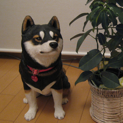 kiyomizuのプロフィール