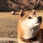 画像 我が家の柴犬君ゴロちゃんと日々の日記です。のユーザープロフィール画像