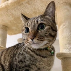 なっちょのプロフィール