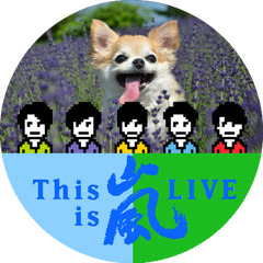 ちわわぽっくる