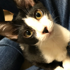 福岡市保護猫Mのプロフィール