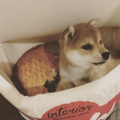 柴犬の六六(むむ)さん。のプロフィール