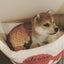 柴犬の六六(むむ)さん。のサムネイル