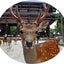 画像 奈良の鹿たちのユーザープロフィール画像