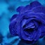 画像 愛する青い薔薇のユーザープロフィール画像