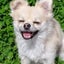 画像 Kimi's factory＆理容よしだ+犬･むねよしの日々のユーザープロフィール画像