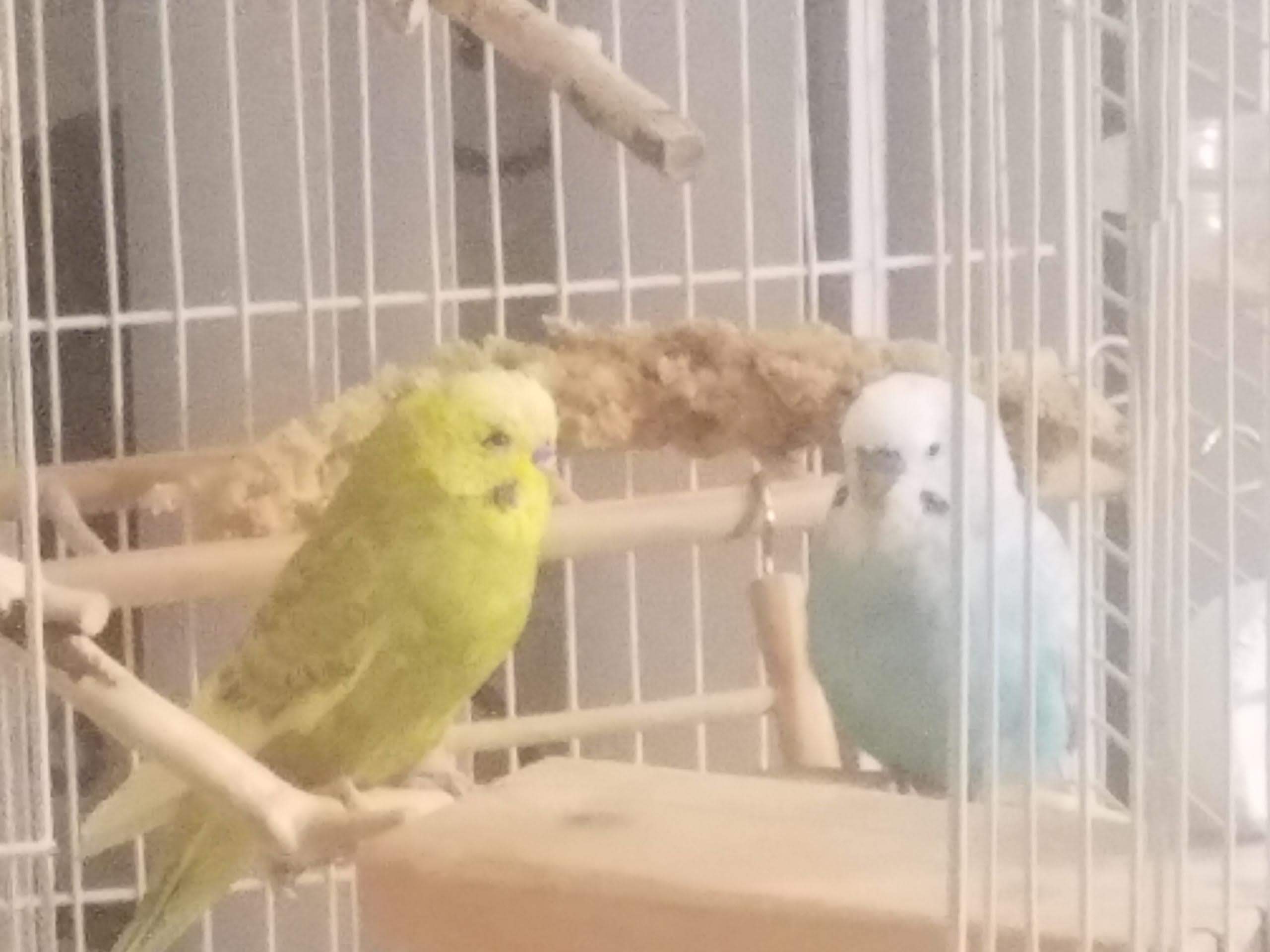 インコに続いて旦那まで 涙 サプライズな日々