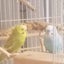 ことりのサムネイル