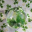 画像 Fellen to greenのユーザープロフィール画像