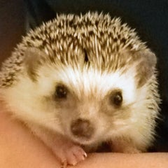 はりはり日記のプロフィール