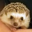 はりはり日記のサムネイル