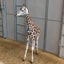 しろこのサムネイル