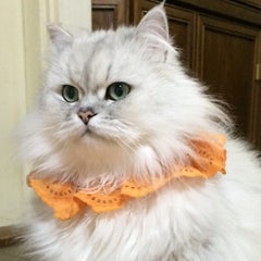 ちょこまろんのプロフィール