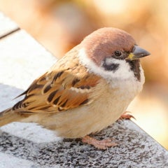 上杉Ｚのプロフィール