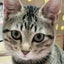 画像 猫猫猫ザマスのユーザープロフィール画像
