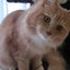 画像 続、ノエルにゃんと元繁殖猫の保護猫花ちゃんの気ままな日々のユーザープロフィール画像