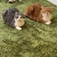 れもんのサムネイル