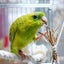 ぽてちゃのサムネイル