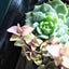 画像 *Succulent plants*のユーザープロフィール画像