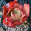 画像 多肉植物(エケベリア)の成長日誌と我が家の庭から✨のユーザープロフィール画像