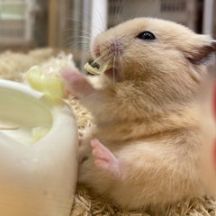 ペット家族 成城店のブログ