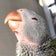 インコに監視されているこねねこのブログ