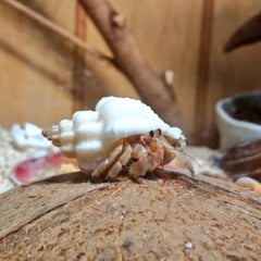 c-leonicaのプロフィール