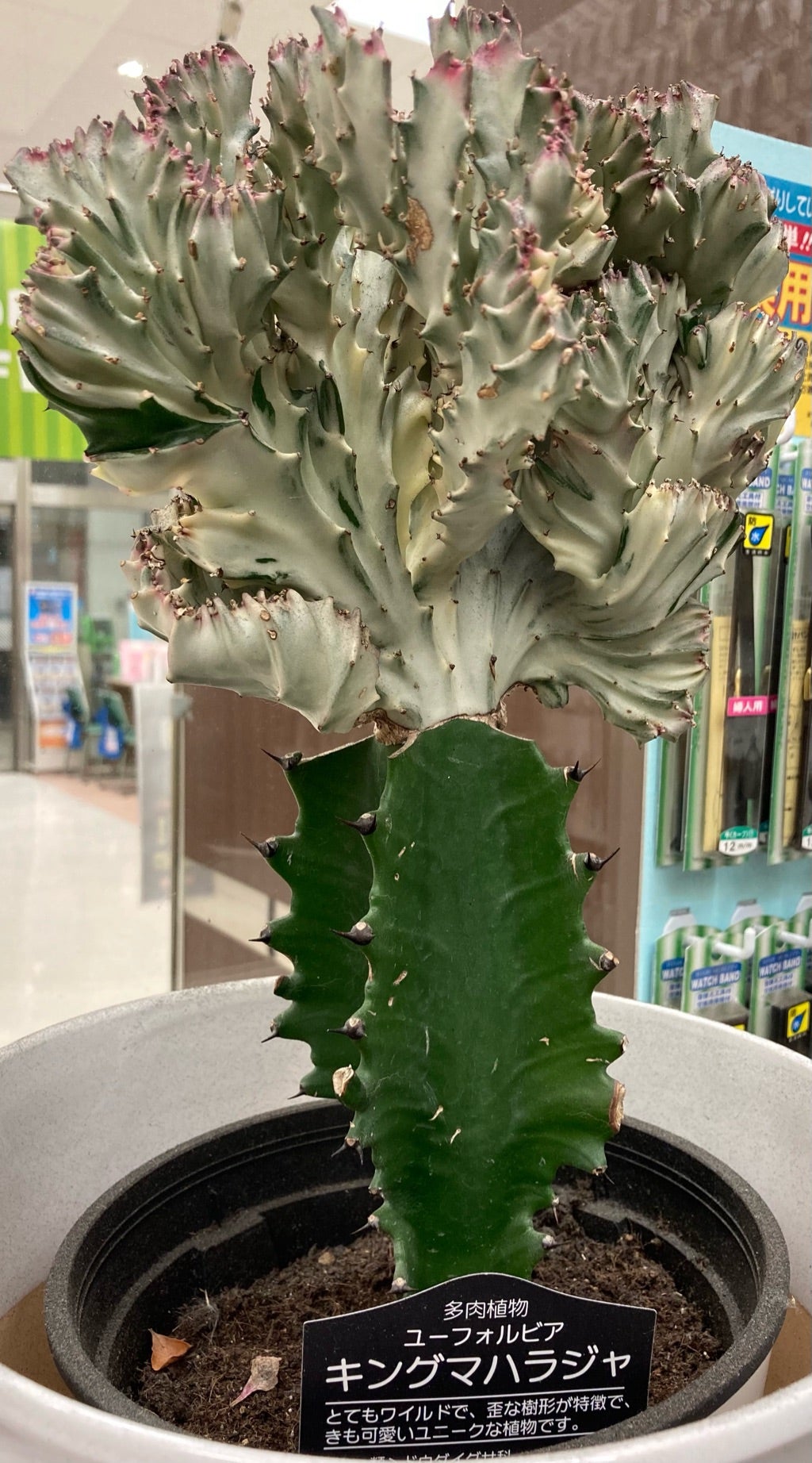 カシオ GSHOCK ジーショック 腕 時計 電池交換 千葉県 習志野市 津田沼 ヨーカドー 靴修理 合鍵