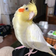 ミカリンのおすすめのサムネイル