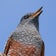 その日ばかりの野鳥観察