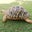 インドホシガメブリーダーの飼育&繁殖記録