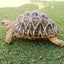 LeoLのサムネイル