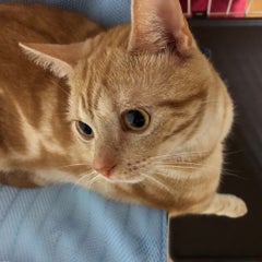 ごまちゃん。のプロフィール