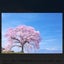 画像 欅坂は欅沼のユーザープロフィール画像
