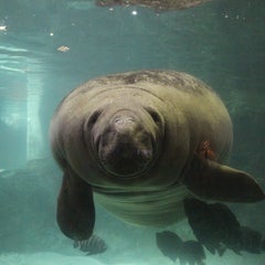 新屋島水族館のプロフィール