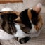 ケリーのサムネイル