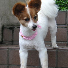 パピちゃまのママのハンドメイドブログのプロフィール